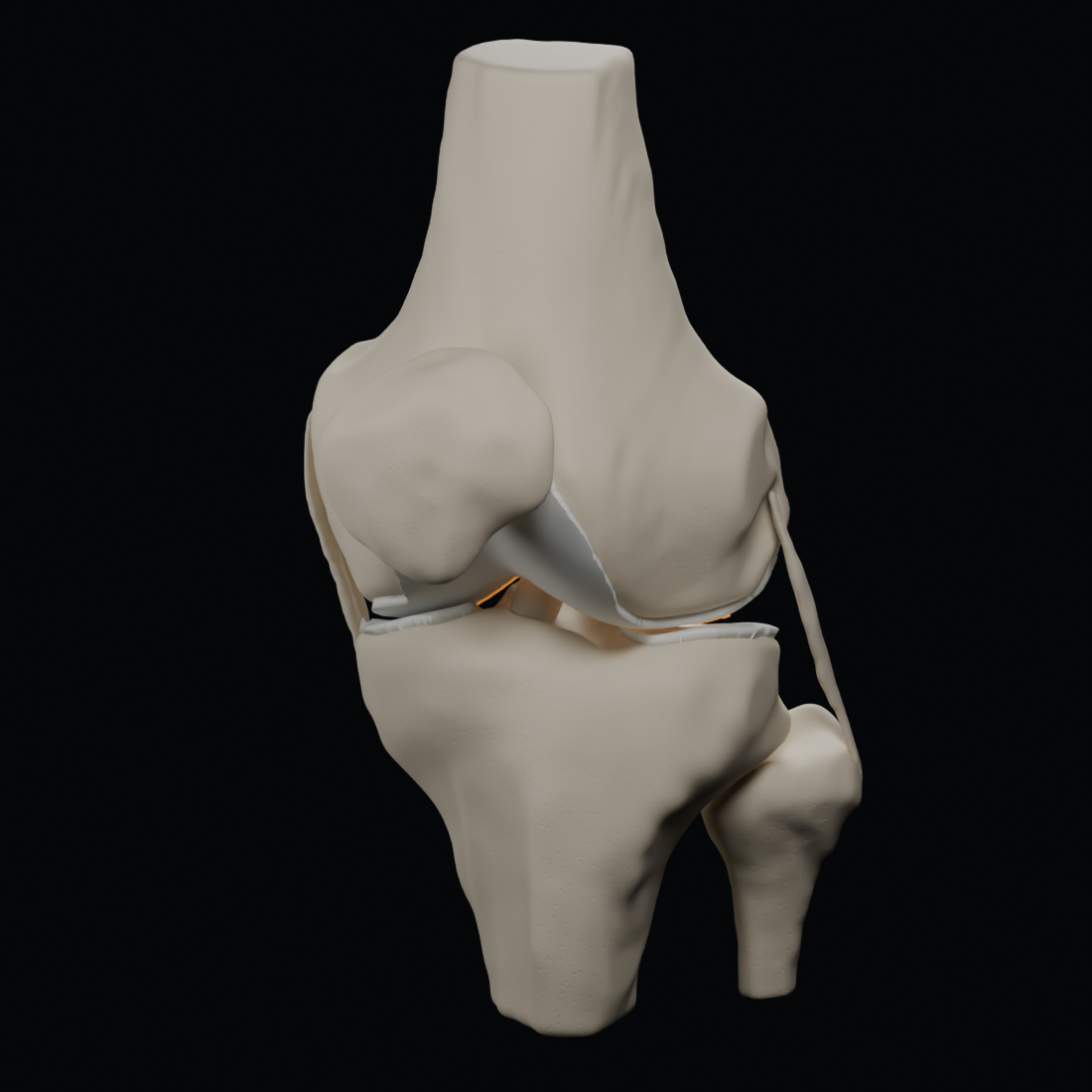 Teaching illustration of native knee anatomy